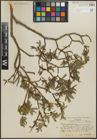 Foto von Salix pseudolapponum Seemen
